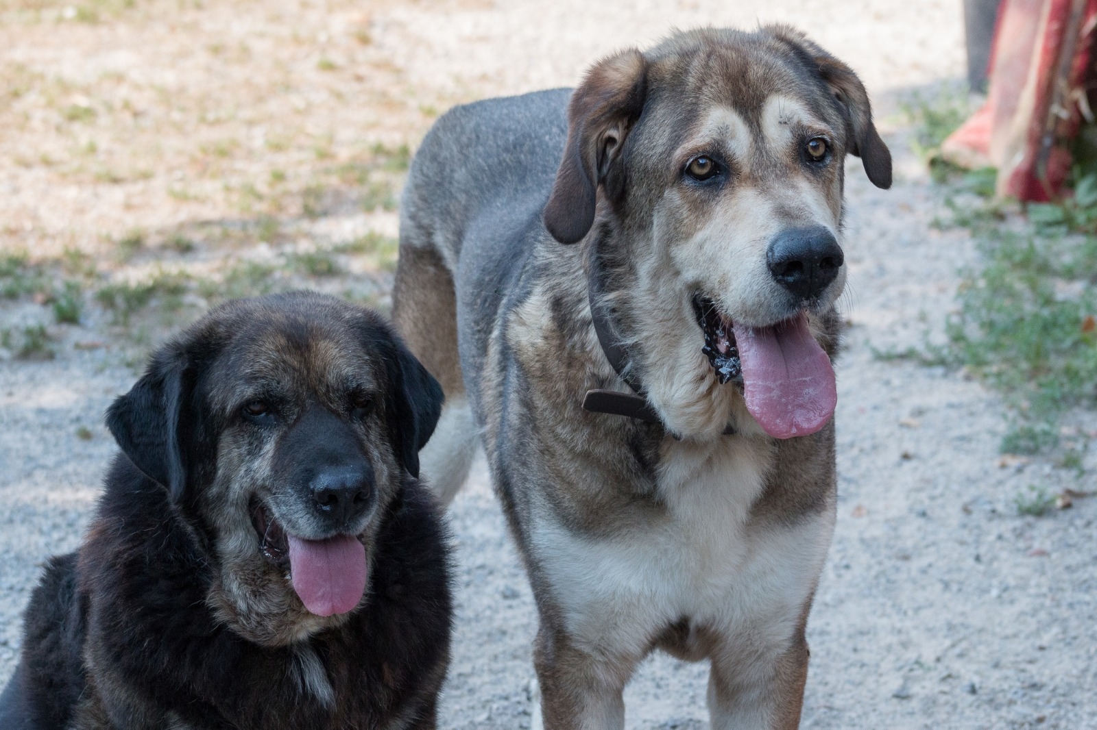 Balto y Luna, mastines en adopción en Asturias