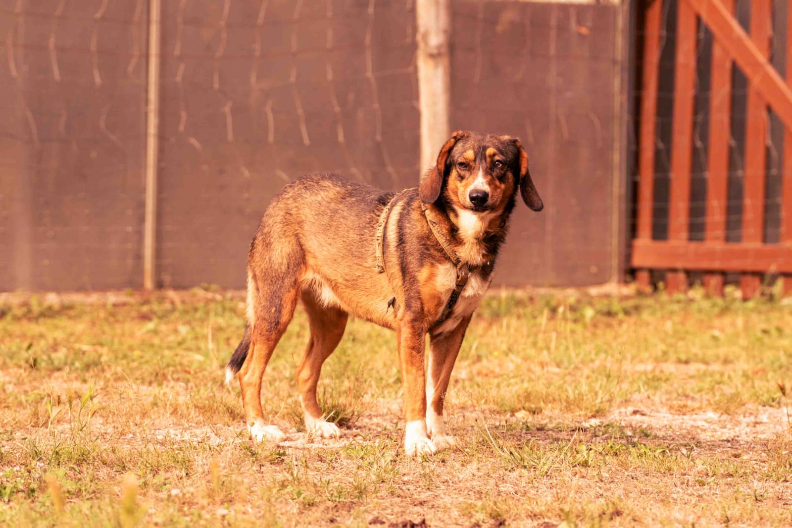 Colabora en protectora de animales en Infiesto, Asturias