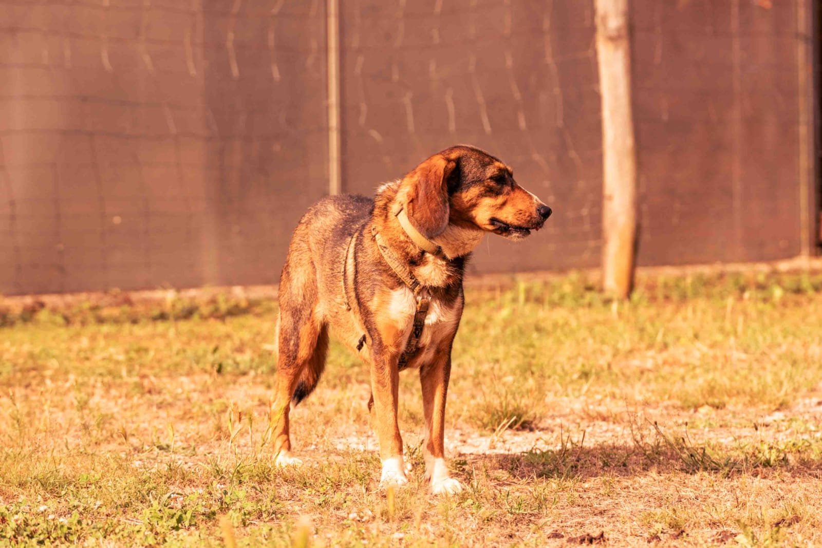 Contacta con la protectora de animales el oriente de asturias, infiesto