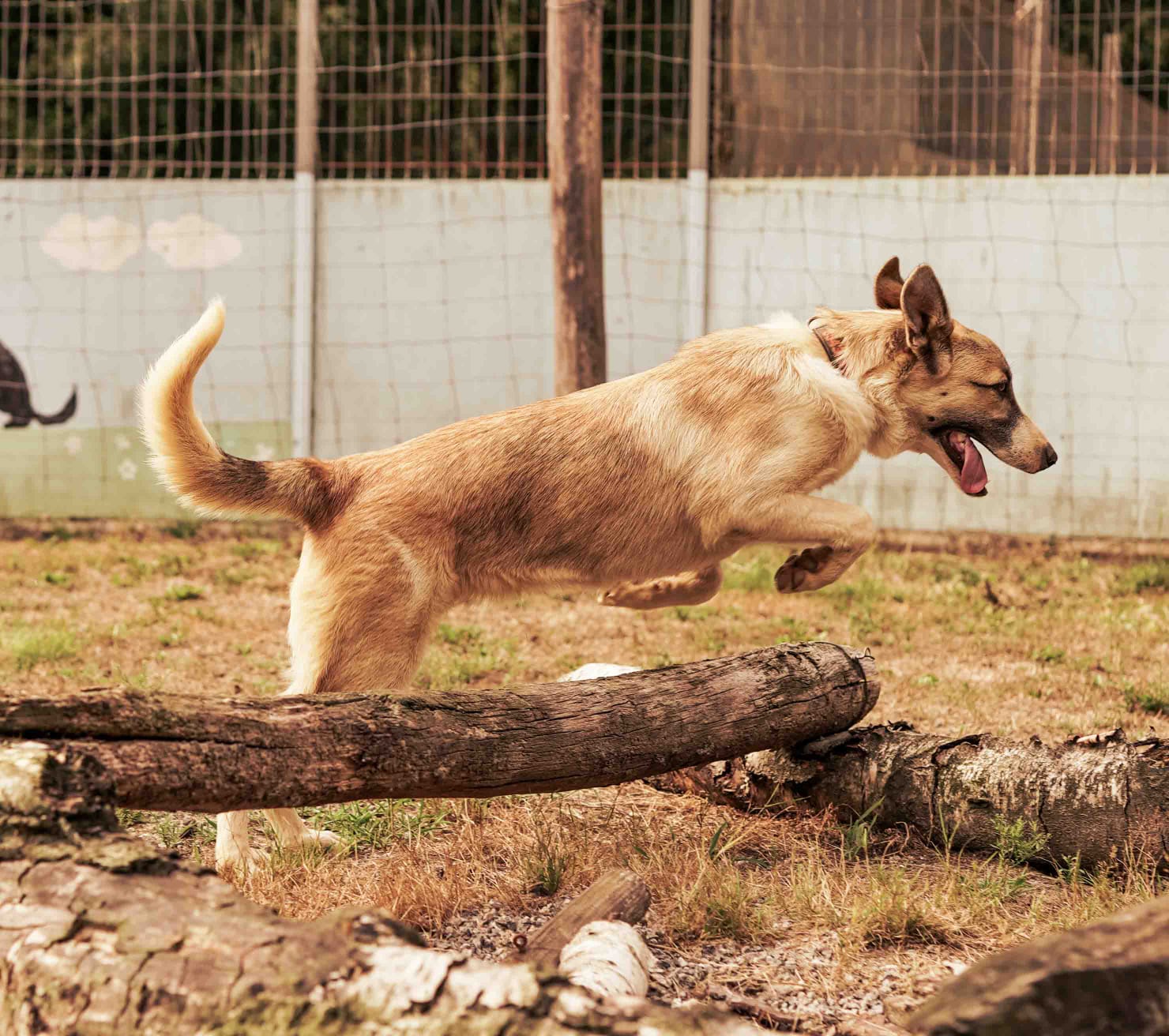 Perros en adopción en Asturias