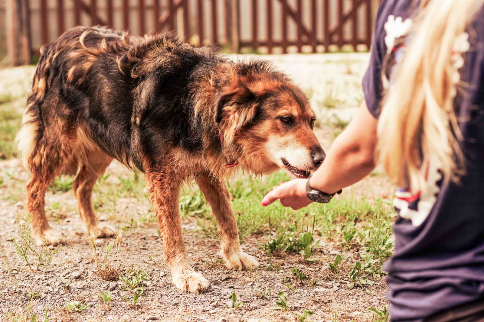 Apadrina un perro en asturias