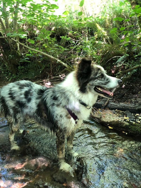 Ares Border Collie en adopción Asturias