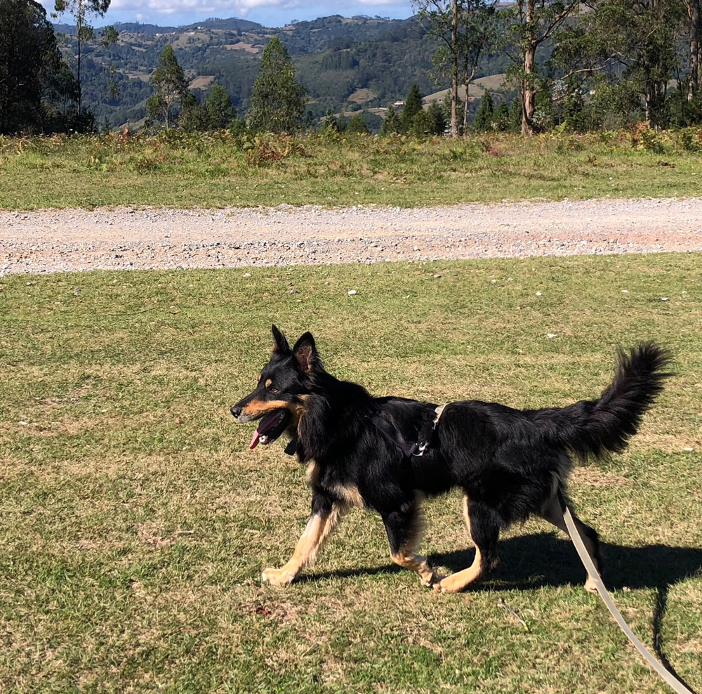 Fredy mestizo de perro pastor